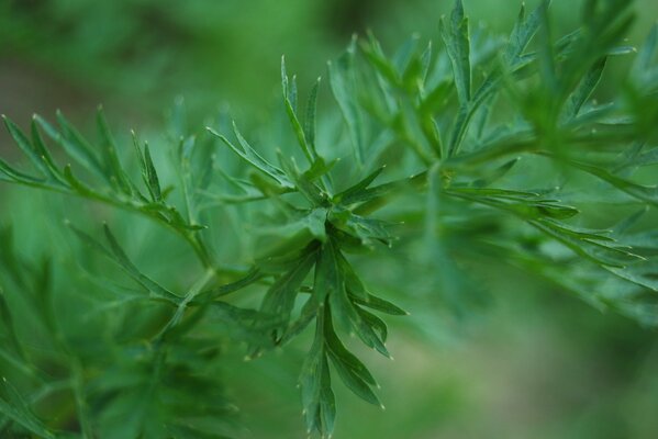 A green twig of a bush in the forest