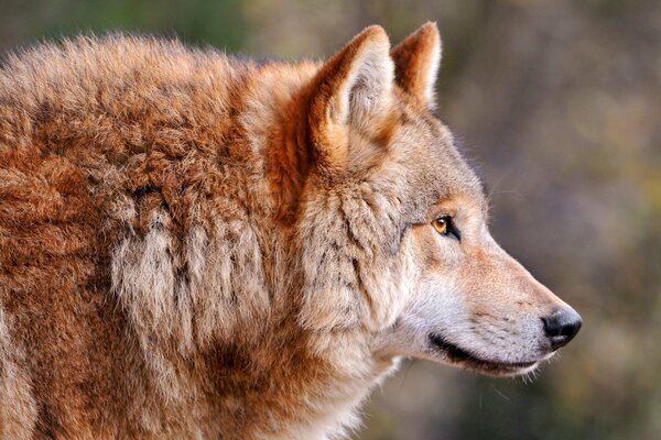 Der Wolf ist ein Rudelwolf, der stolz nach vorne schaut