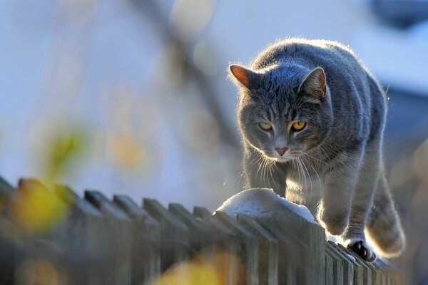 El gato camina por la cerca para otro botín