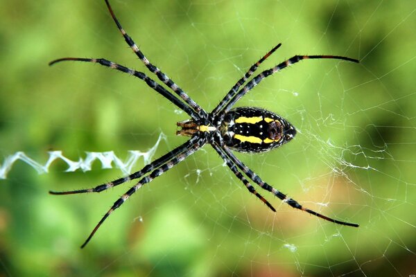 Spinne webt Spinnennetz im Wald