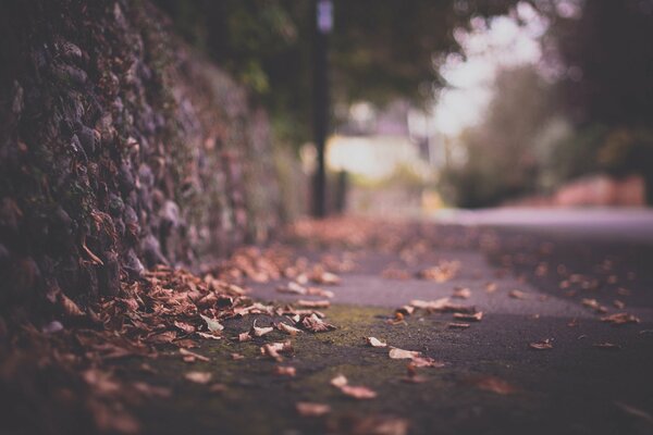 Evening path in late autumn