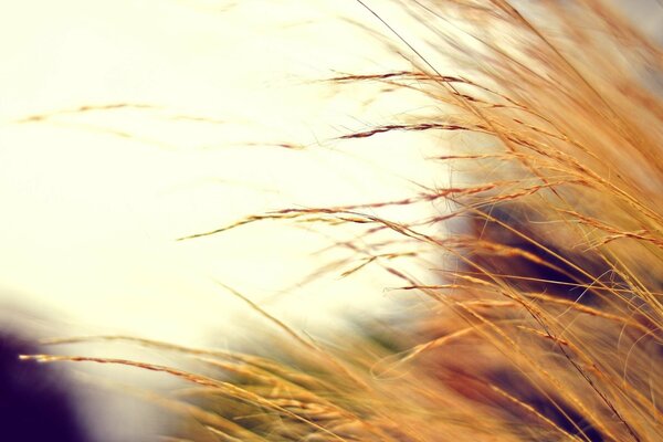 Herbstfoto mit Unschärfeeffekt