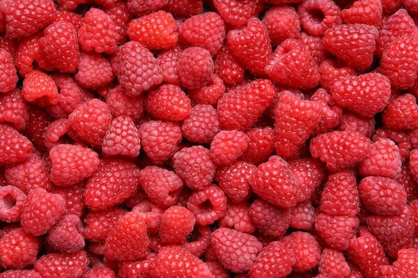 Viele saftige reife Himbeeren