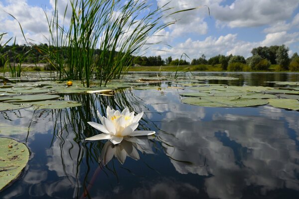 Jug like, blooming on a forest lake