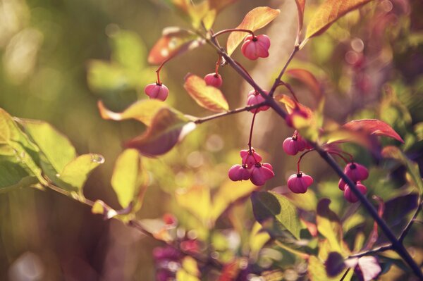 A twig with pink flowers