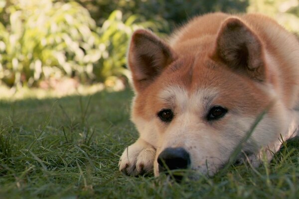 Hund Hachiko liegt auf dem grünen Rasen