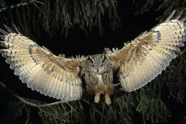 The flight of an owl under the cover of night