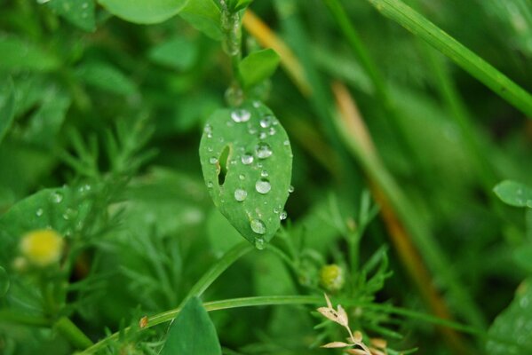 Morning dew on a green leaf