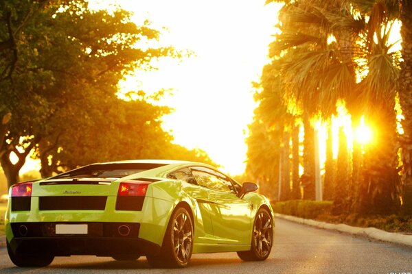 Zielone Lamborghini Gallardo na tle palm