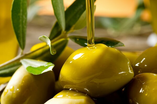 A branch of olives is watered with oil