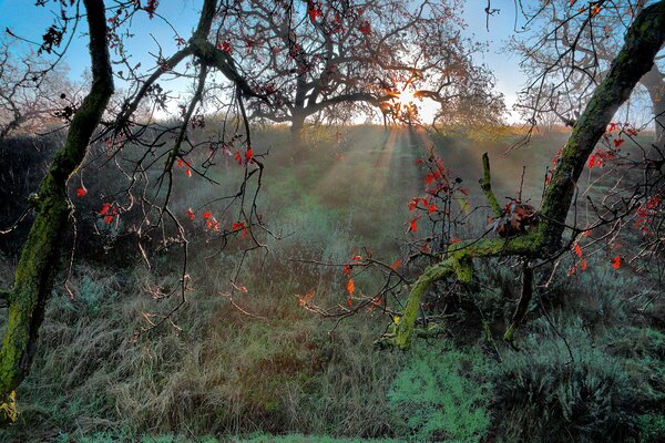 Las ramas de otoño brillan bajo el sol