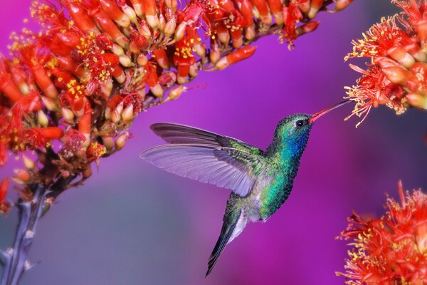 Ein Kolibri-Vogel. Alles Leben im Flug