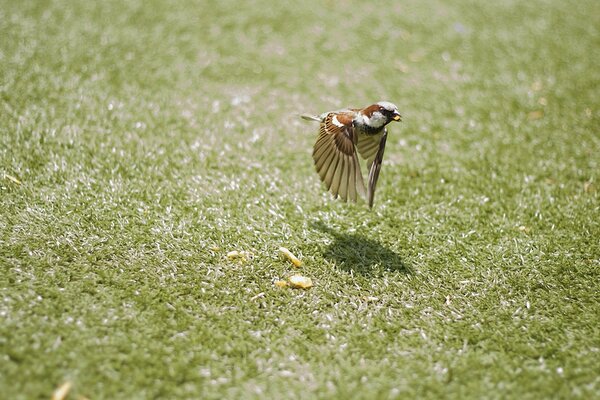 A little bird in free movement