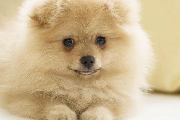 Hermoso perro peludo lindo