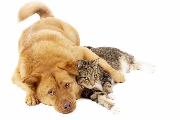 Amigos camaradas. El gato y el perro