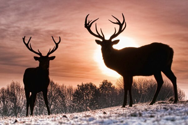 Hirsche im Sonnenuntergang der Wintersonne