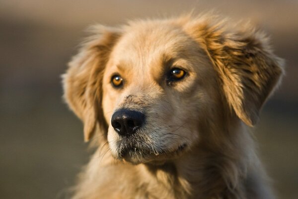 Il cane è il migliore amico dell uomo