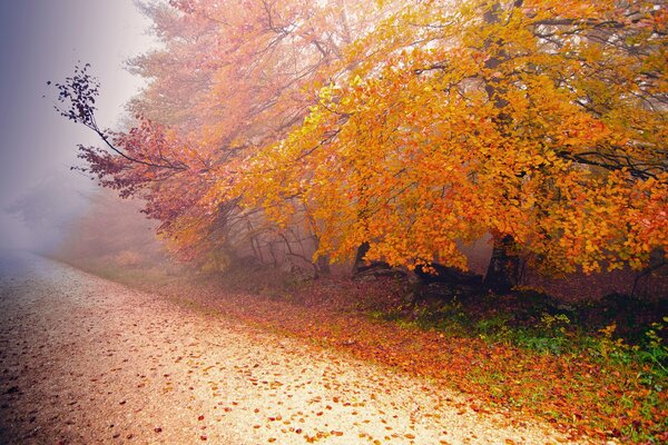 La niebla de otoño cubre el camino