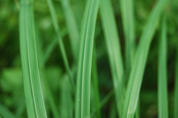 Macro fotografía de hierba verde jugosa