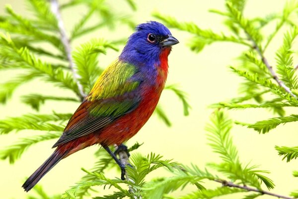 A bright beautiful bird on a branch