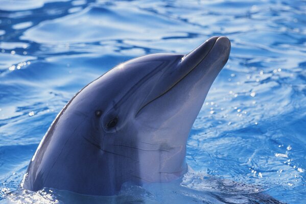 Cute dolphin in blue water