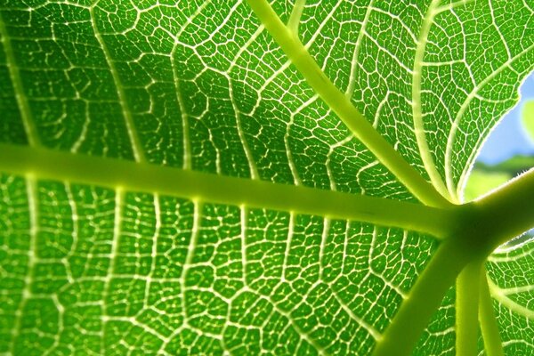 Green leaf with veins close-up