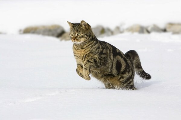 Katze springt im Winter in den Schnee