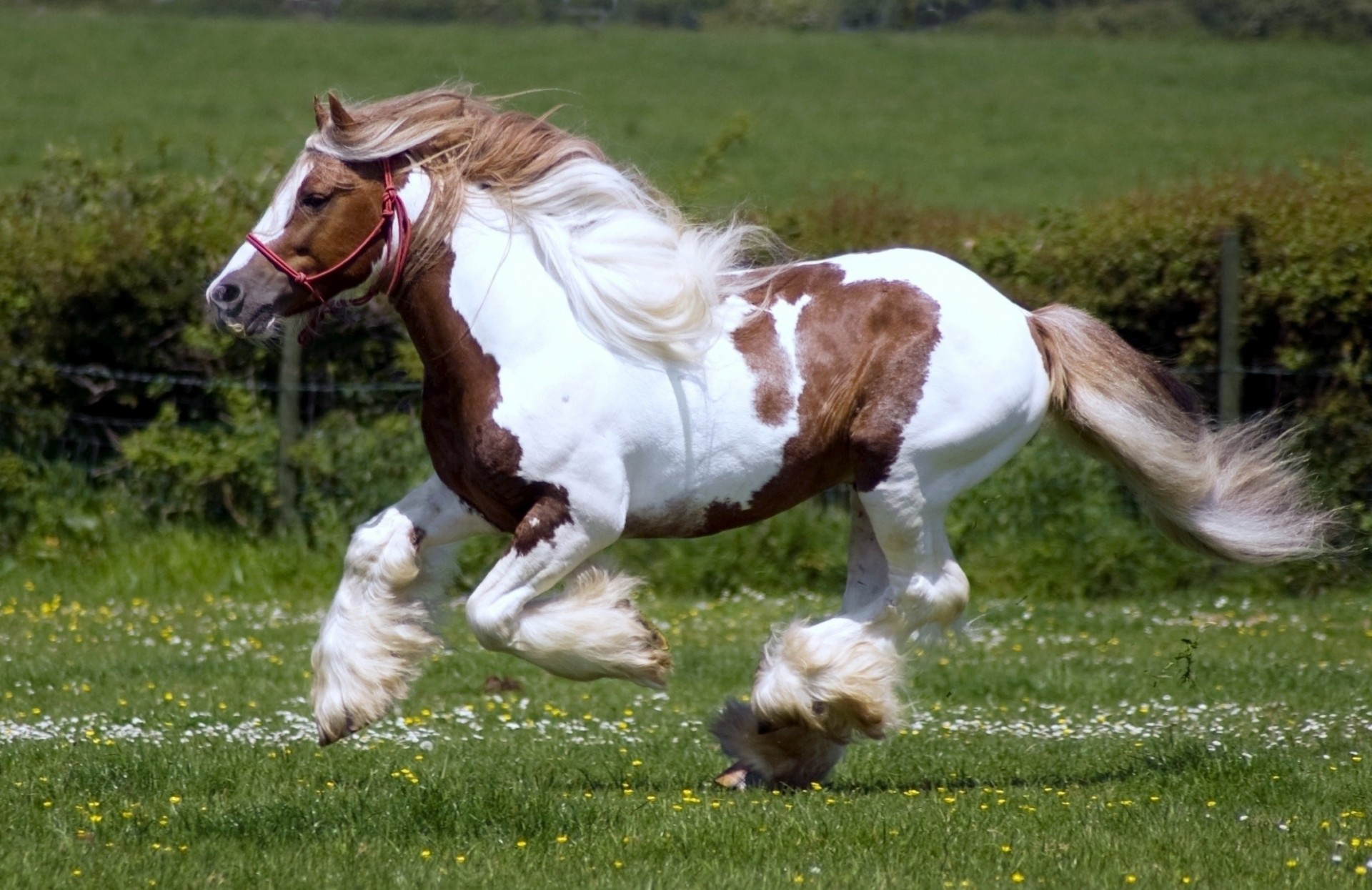 hooves stallion horses galloping pasture nature grass animals beautiful shire horse animals field frieze mane stallions shire breed shire horse