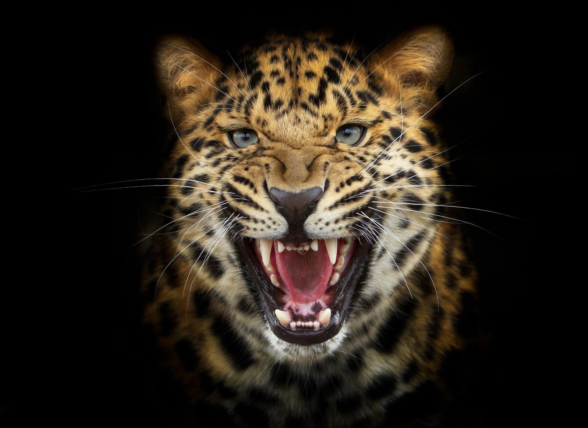 predatore leopardo sfondo nero photoshop rabbia gatto