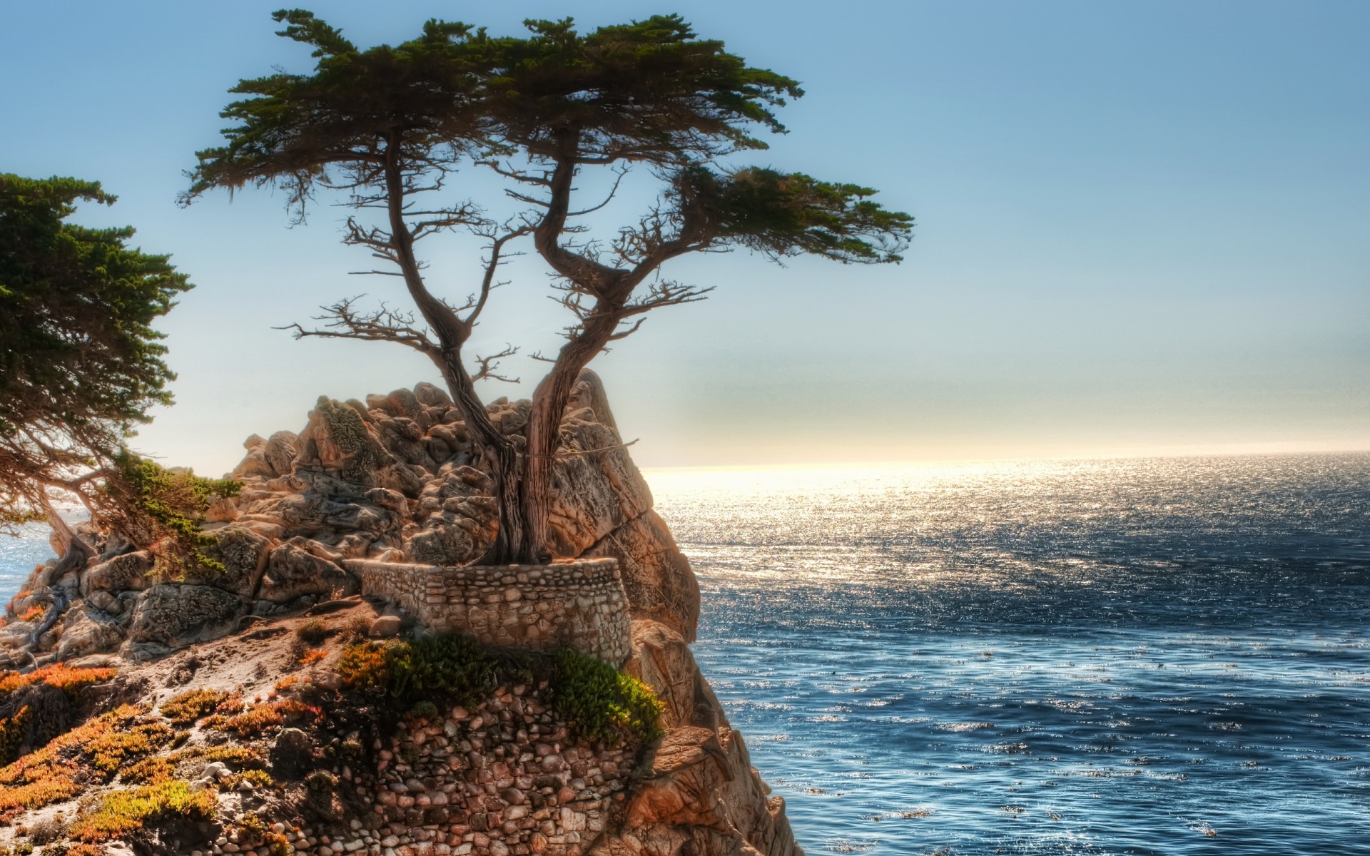 ozean baum felsen