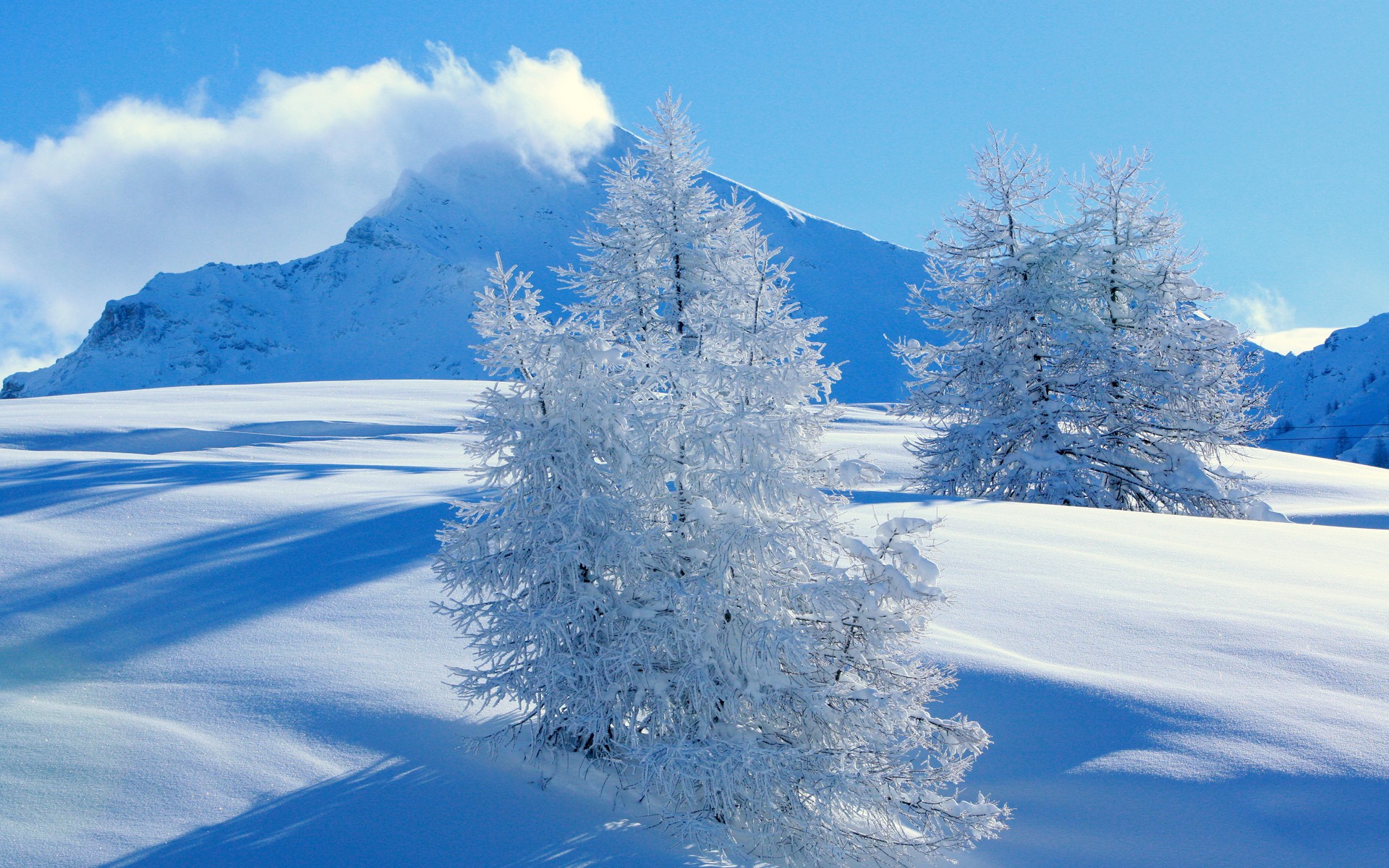 mountain spruce snow