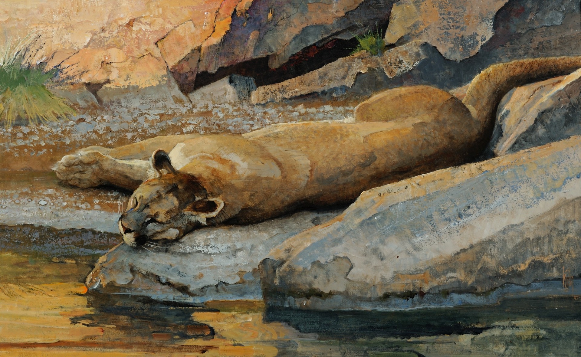 pietre selvaggio arte pittura massi predatore dormire sdraiarsi urlare riposo acqua abbeveratoio gatto puma