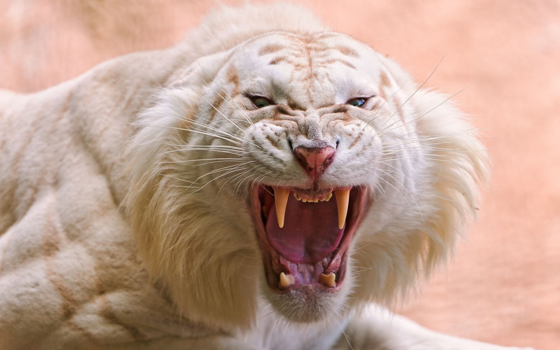 animales rayas ira blanco tigre