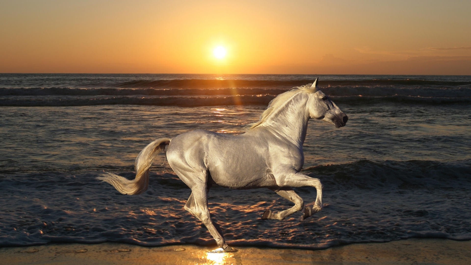 nature sea stallion horse animals jump