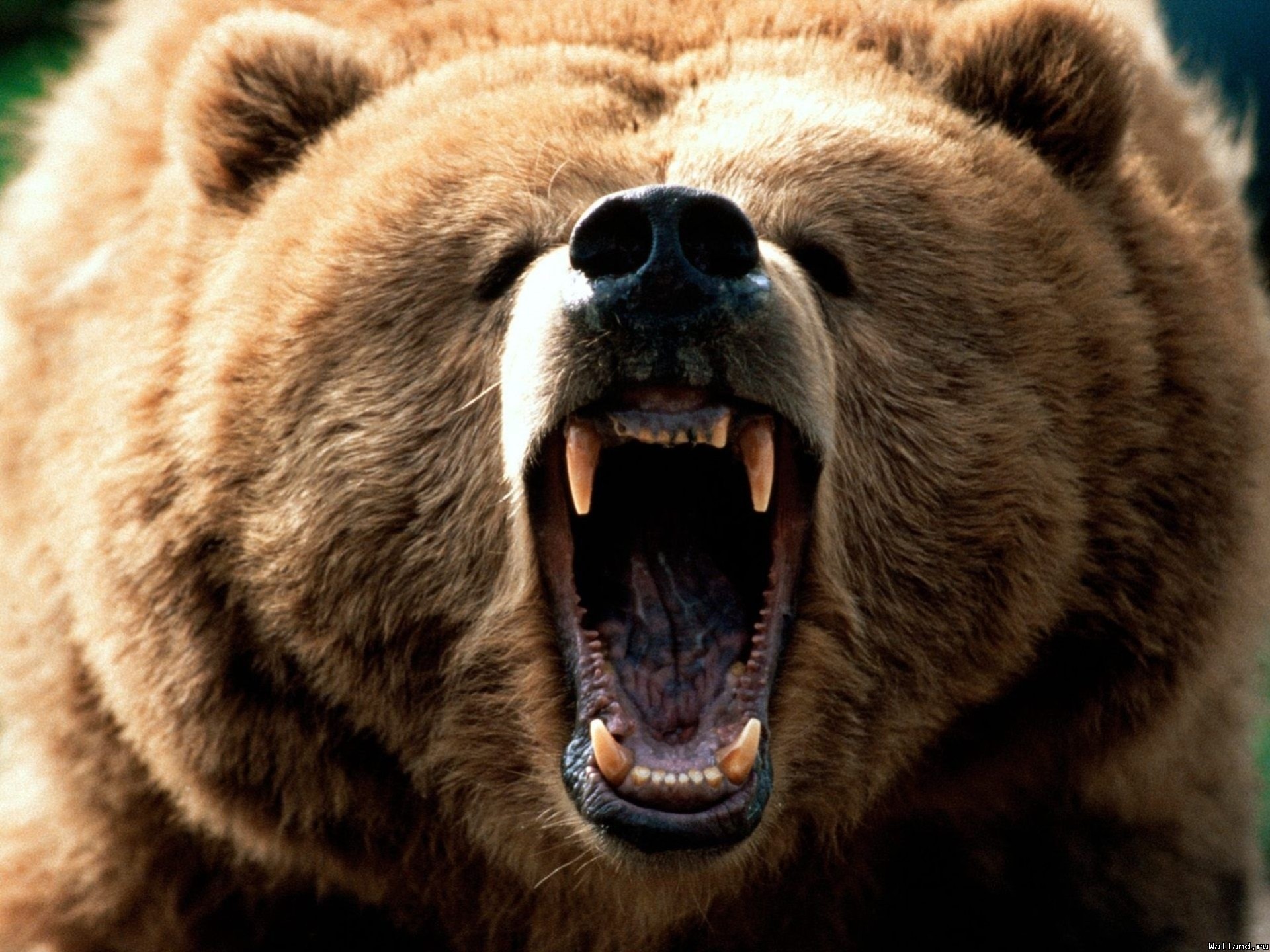 ours dents bouche animaux grizzly