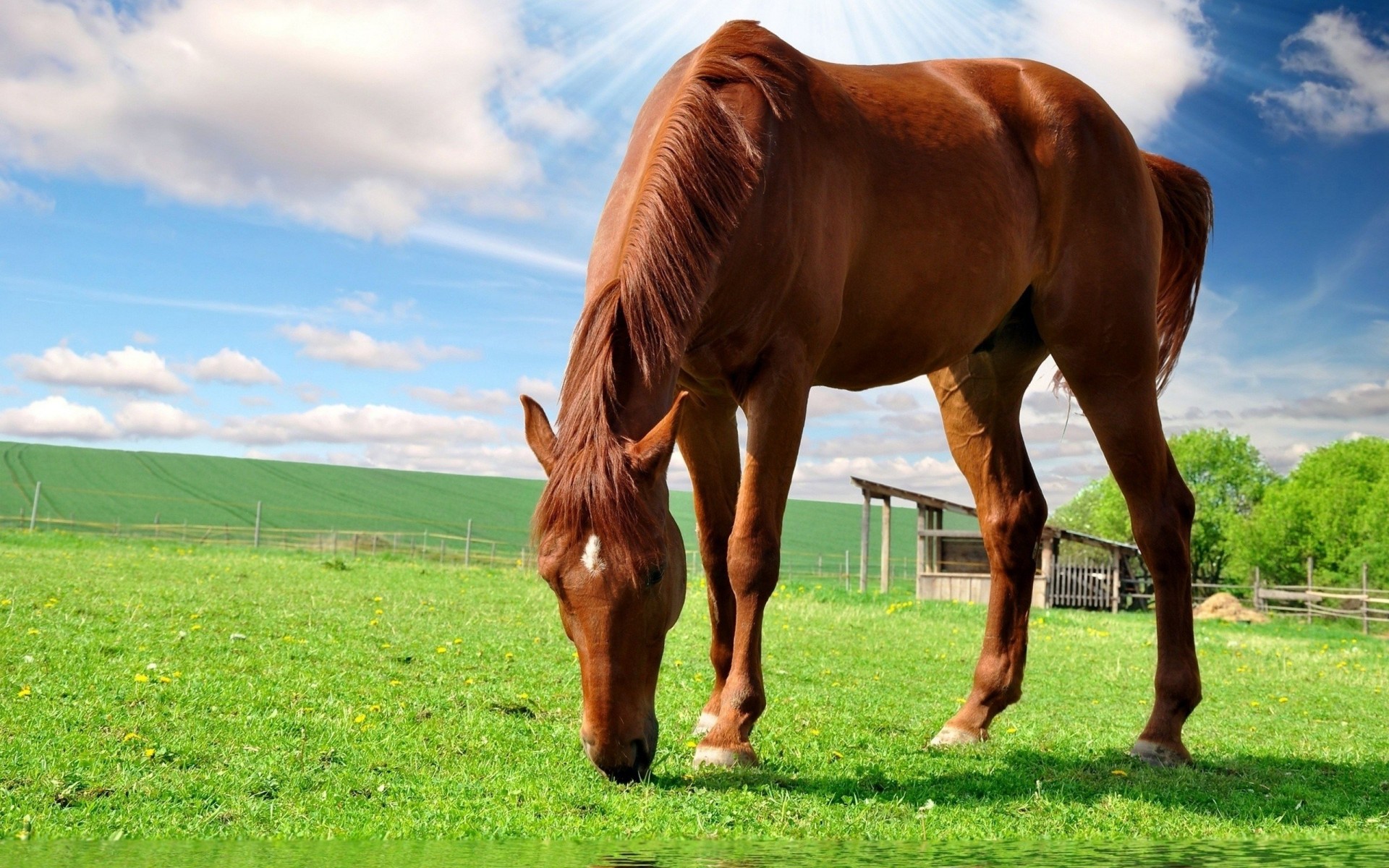 grass nature food summer sky horse the field walk