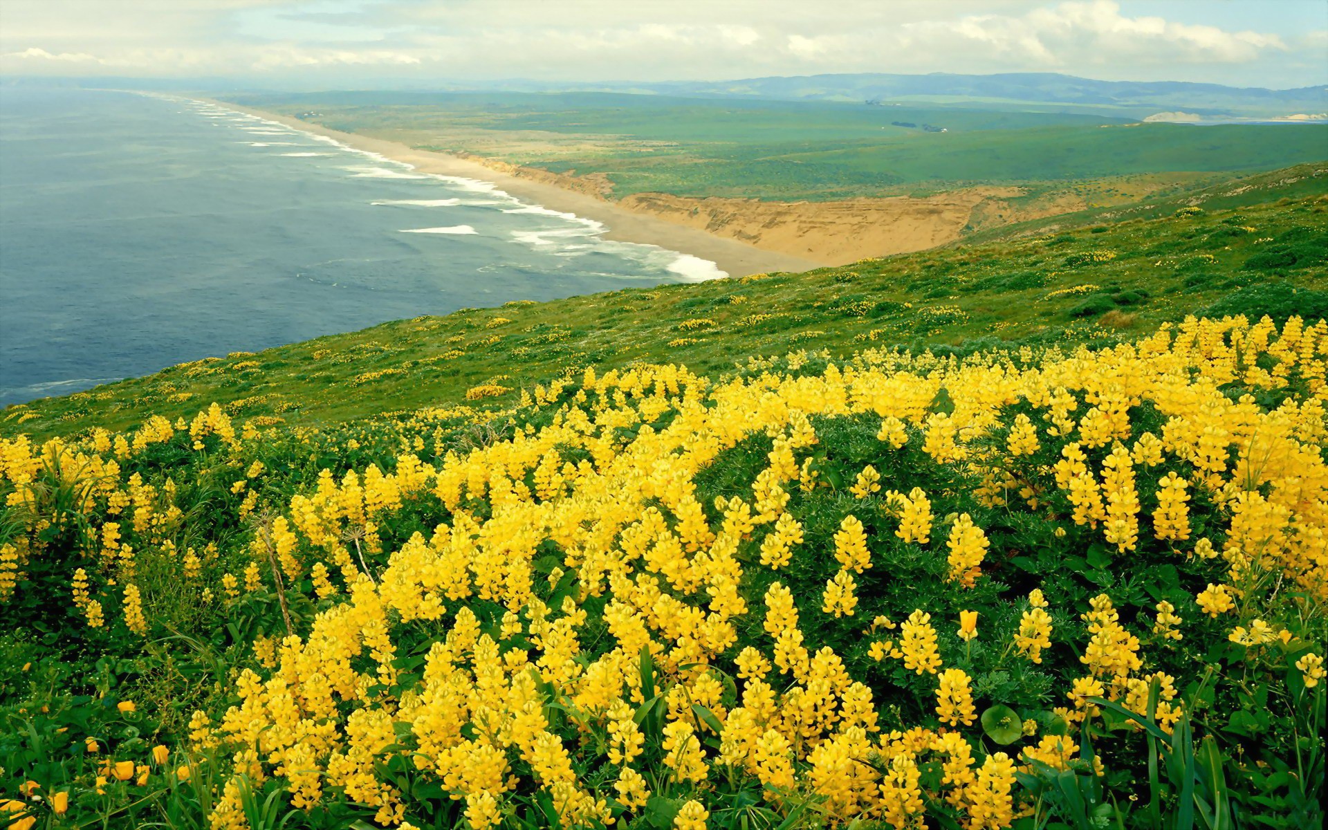 nature panorama mer fleurs