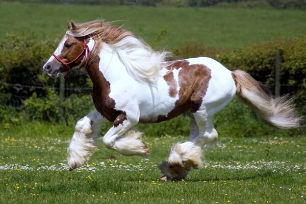 Precioso semental shayr monta en el pasto