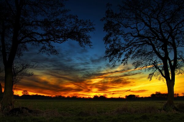 Two trees in a field at sunset