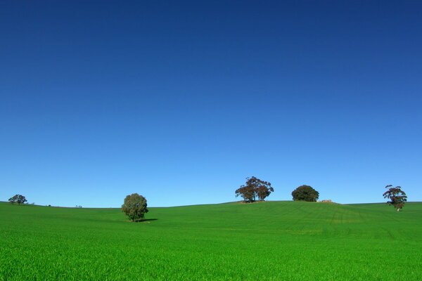 Ciel sur un champ avec des arbres