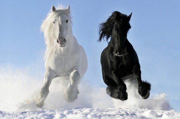 Foto Rennpferde im Schnee