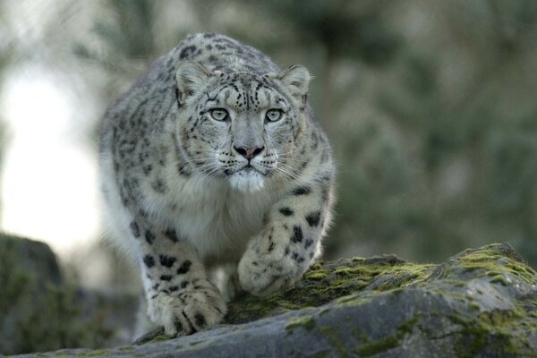 Leopardo depredador acecha en la caza