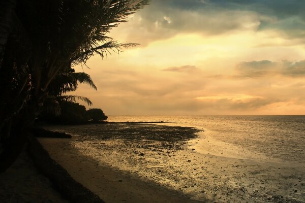 Mar de palmeras y arena al atardecer