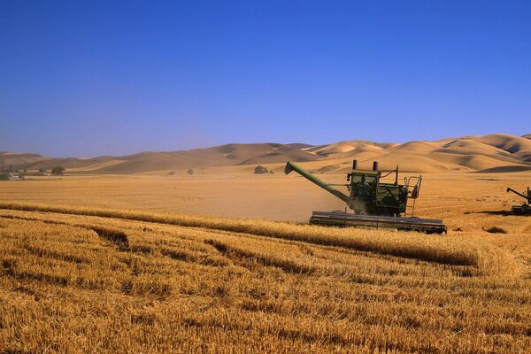 Kombain cosecha en el campo