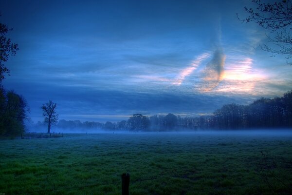 Night misty green forest