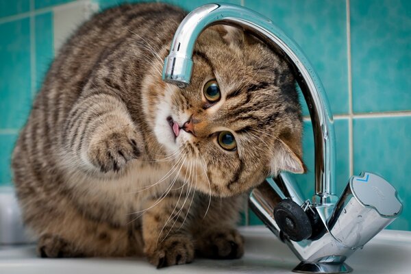 Foto gato quiere agua