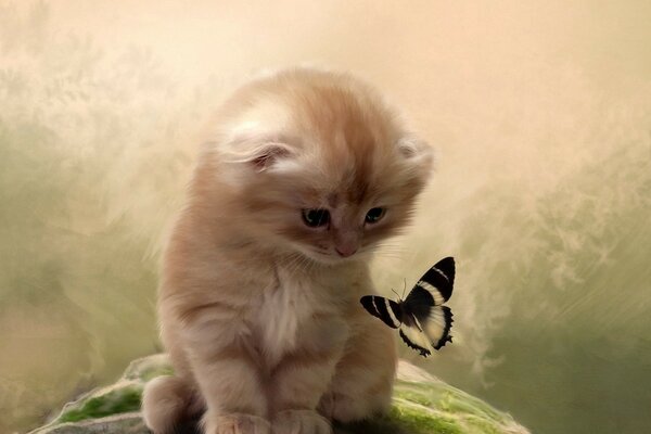 Kitten playing with a butterfly