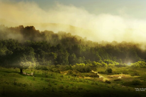 Beautiful view of trees and fields in the fog