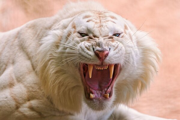 Tigre blanco con ojos azules gruñendo