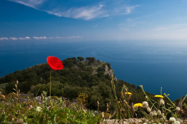 Coquelicot au sommet d une falaise dans le ciel